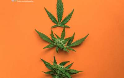 Blog 15 Understanding the Science behind Medical Cannabis
