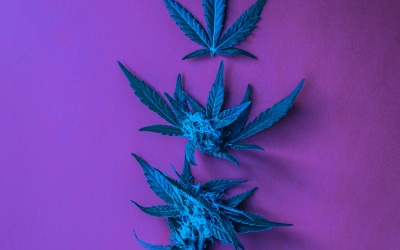 Blog 16 Complete Guide to Medical Cannabis Evaluations 2024